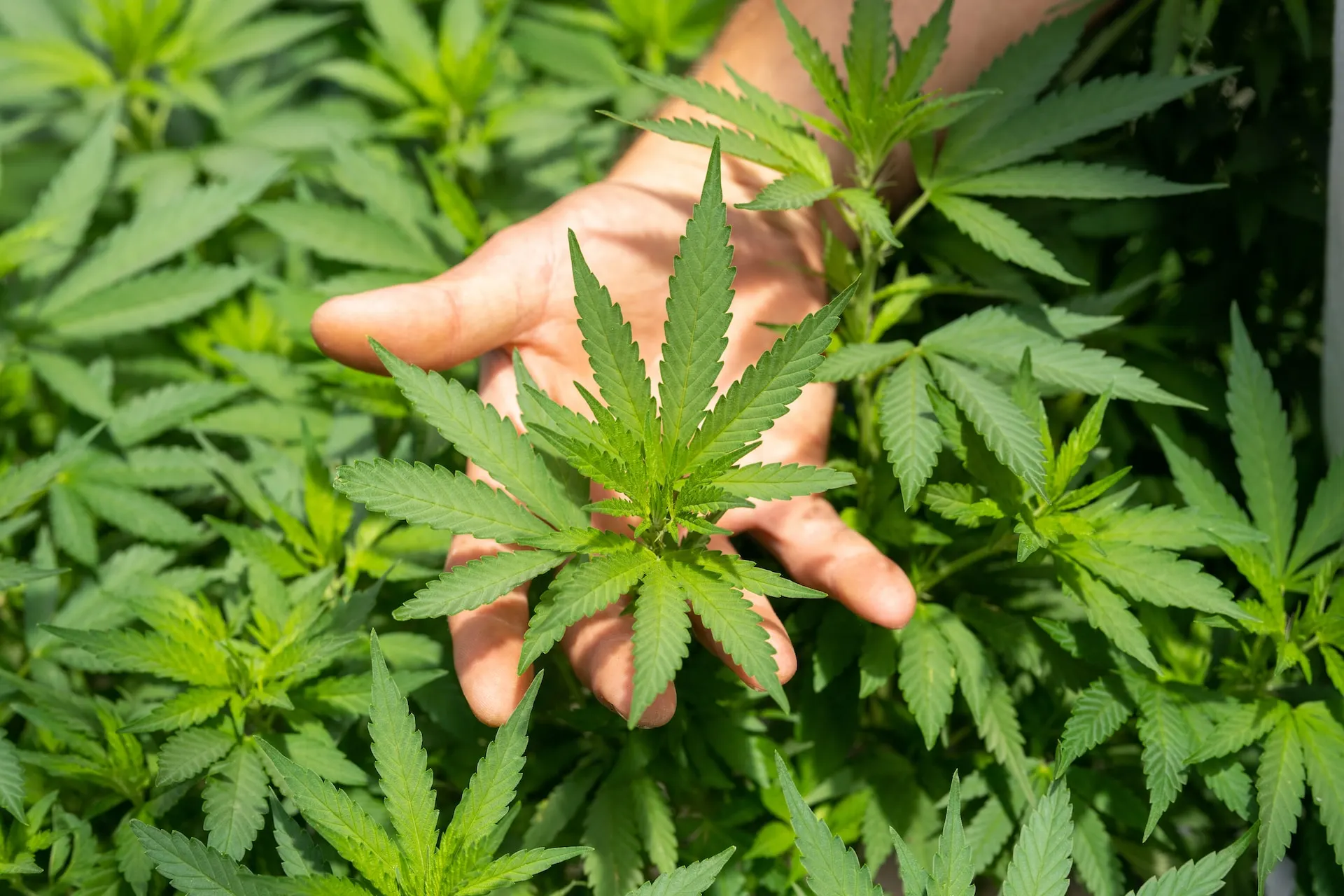 holding-a-cannabis-plant