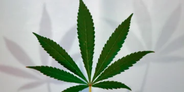 【これだけで丸わかり!】大麻取締法改正を徹底解説!変更点・影響・今後の展望をわかりやすく説明